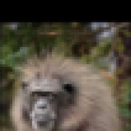 LocoGato