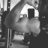 Tyvocules
