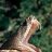 MrDiamondBack
